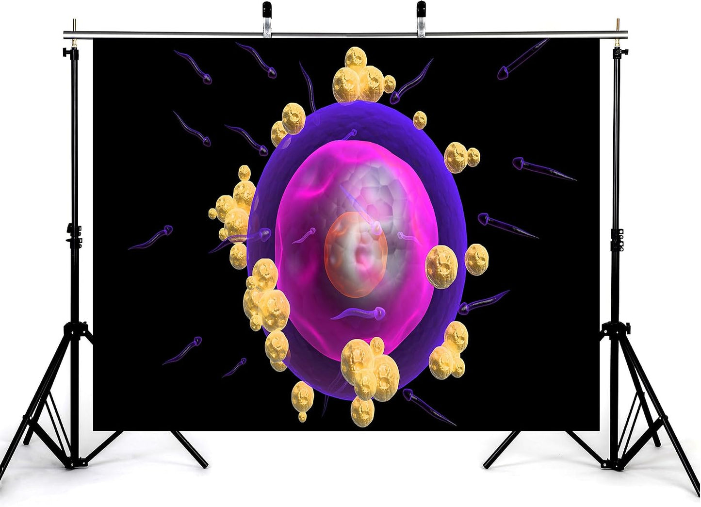 KeyWork 7x7ft Human Egg Cell Fertilization Backdrop Reproductive Science Photography Background for Health Fair