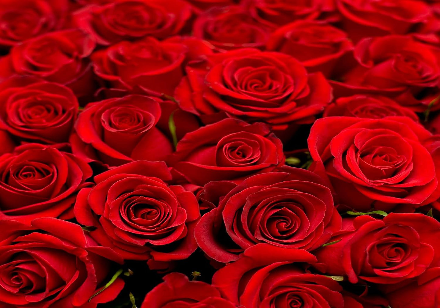 SHDASMIL 8X5ft Bright Red Roses Close Up Backdrop Fresh Floral Bouquet Background for Valentines Day Wedding Party